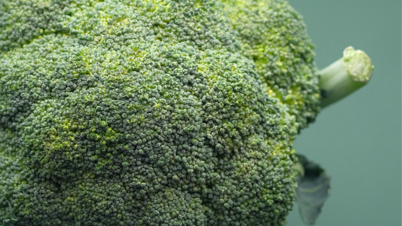 BROKOLI / BROCCOLI (Brassica oleracea)